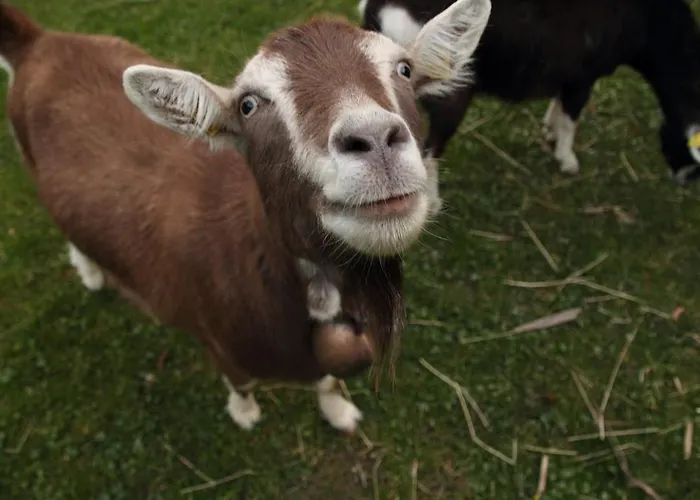 Hostel Ziegenrueck * Ziegenrück